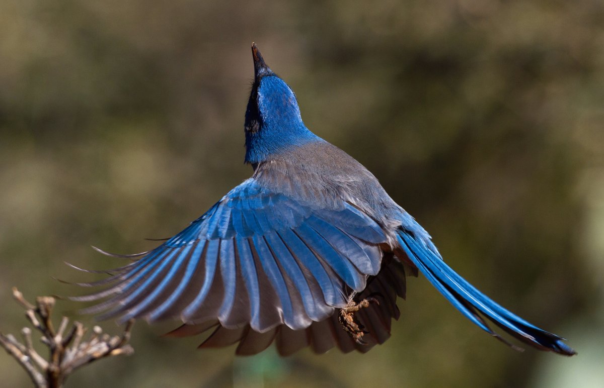 Голубая Сойка в полете