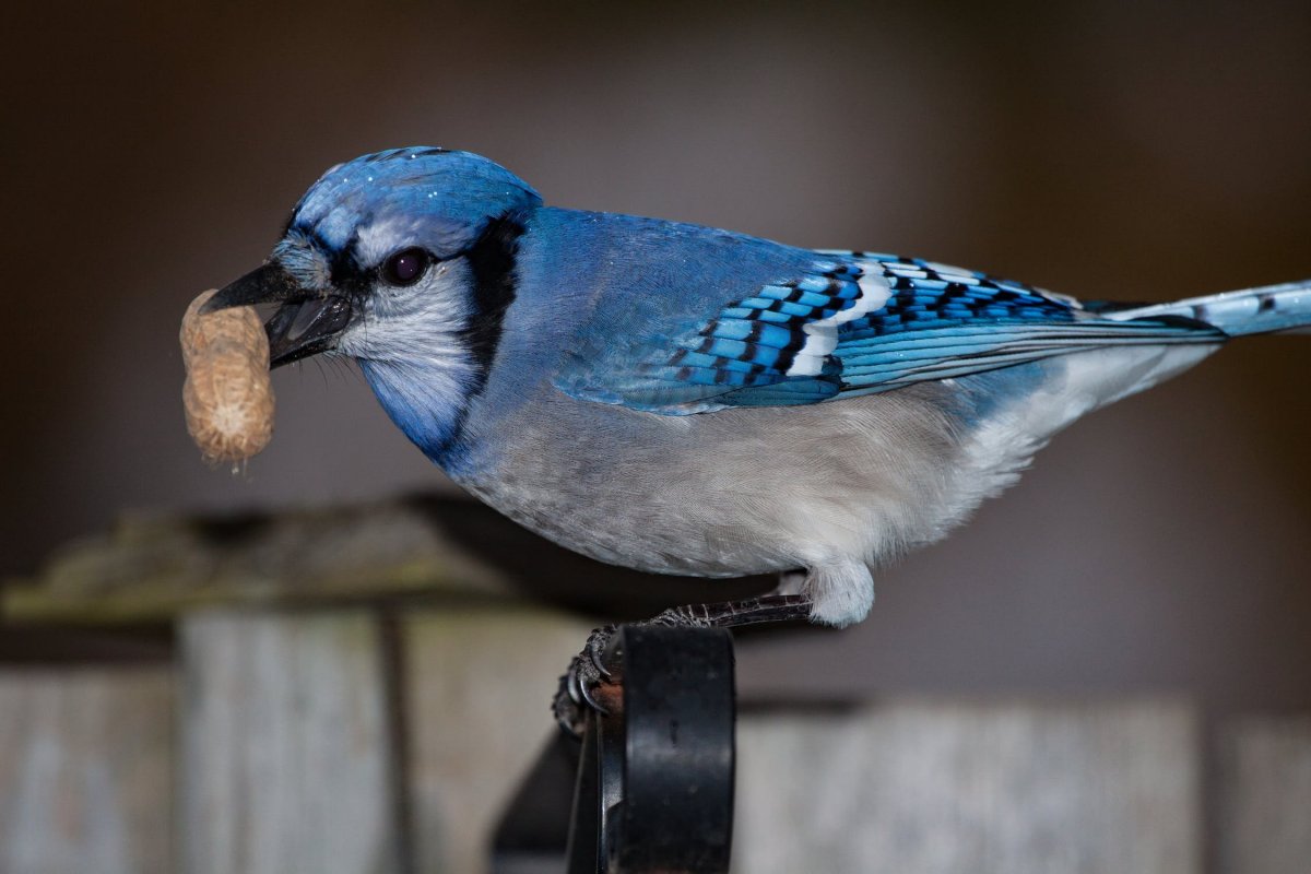 Птица с синей спинкой