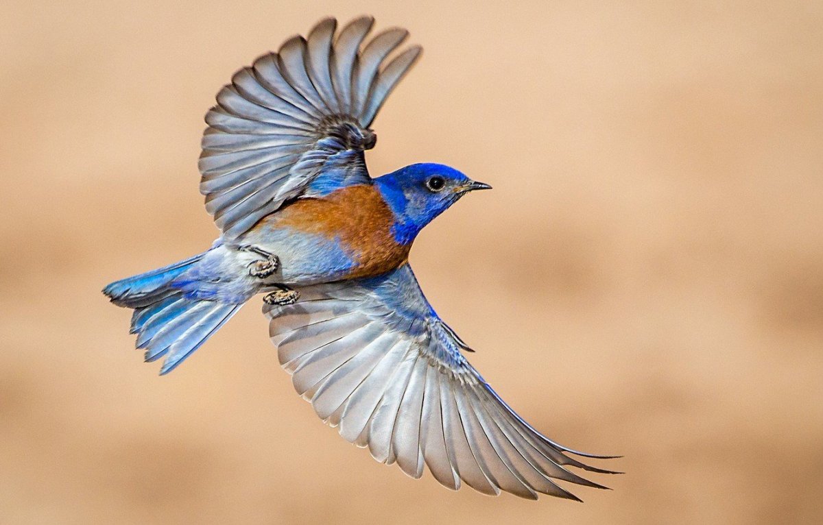 Сойка пересмешница птица