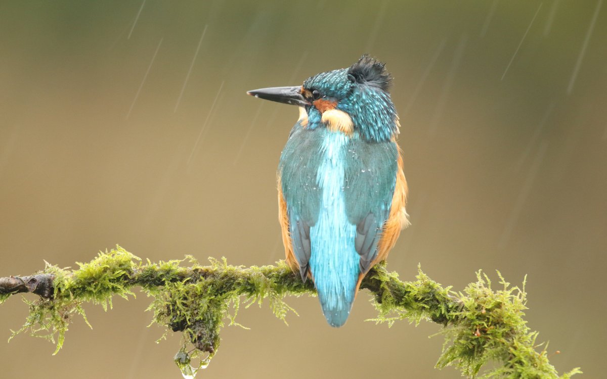 Хохлатая голубая Сойка