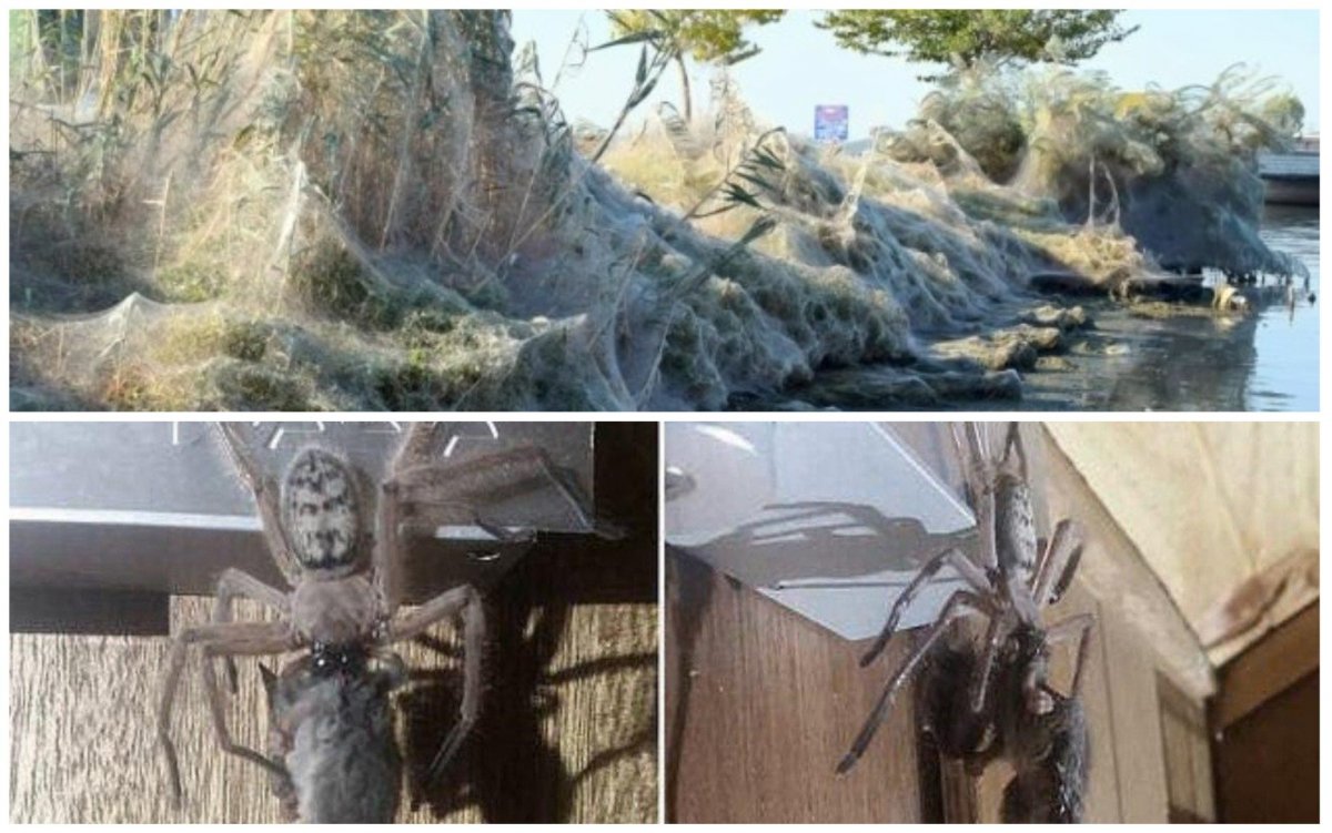 Дождь из пауков в Аргентине 2007