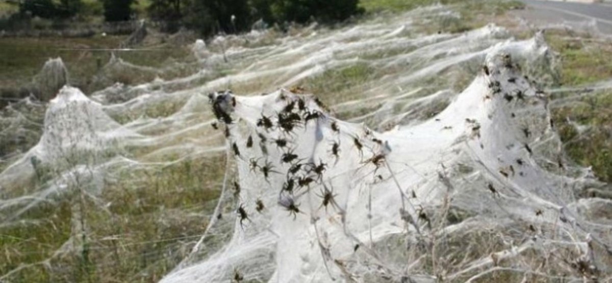 Нашествие пауков в Австралии