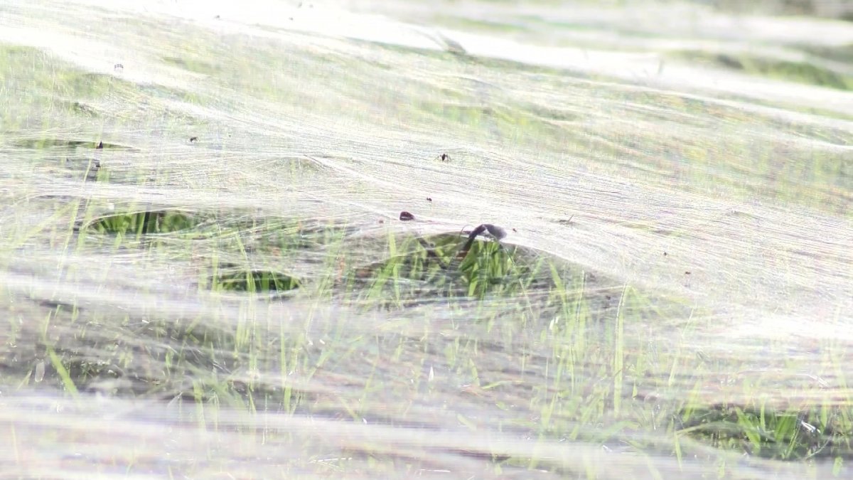 Австралия пауки Нашествие