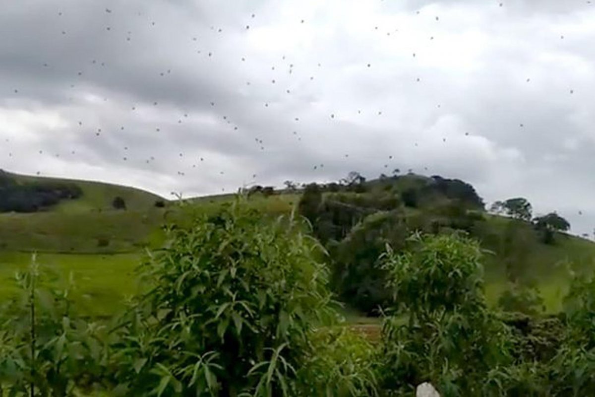 Нашествие пауков в Австралии 2021