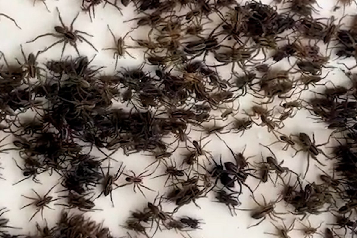 Австралия пауки Нашествие 2020