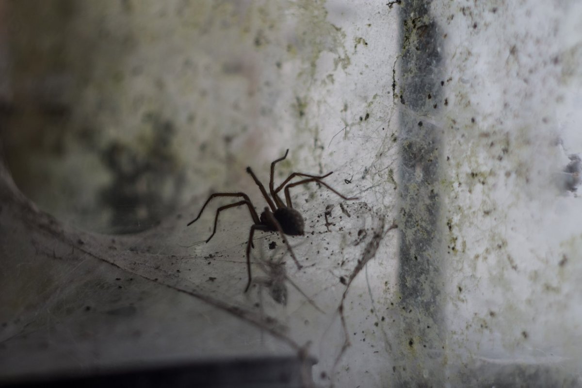 Сезон пауков в Австралии 2020