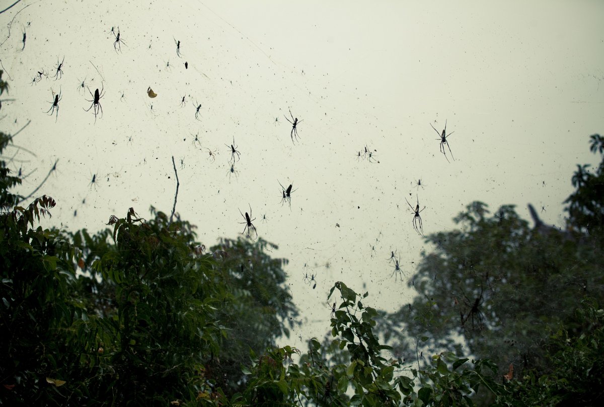 Паучий дождь в Австралии