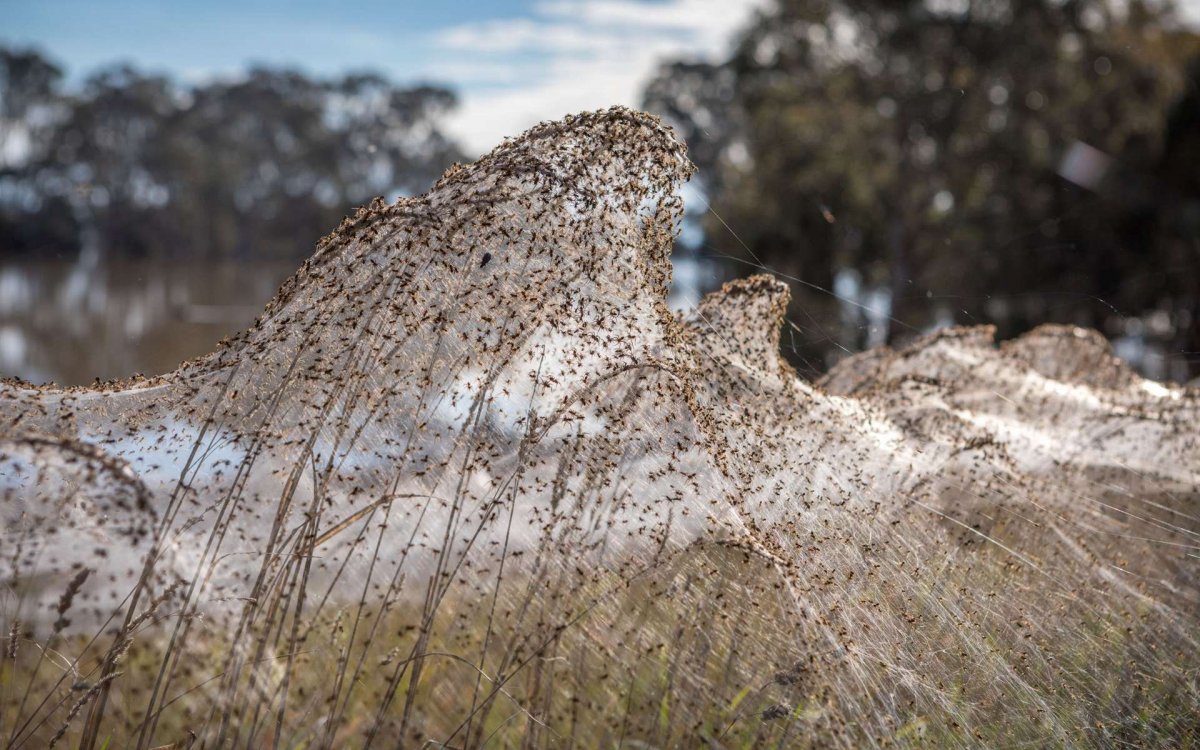 Нашествие пауков в Греции