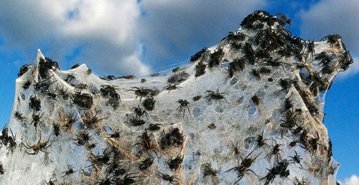 Пауки в Австралии которые летают