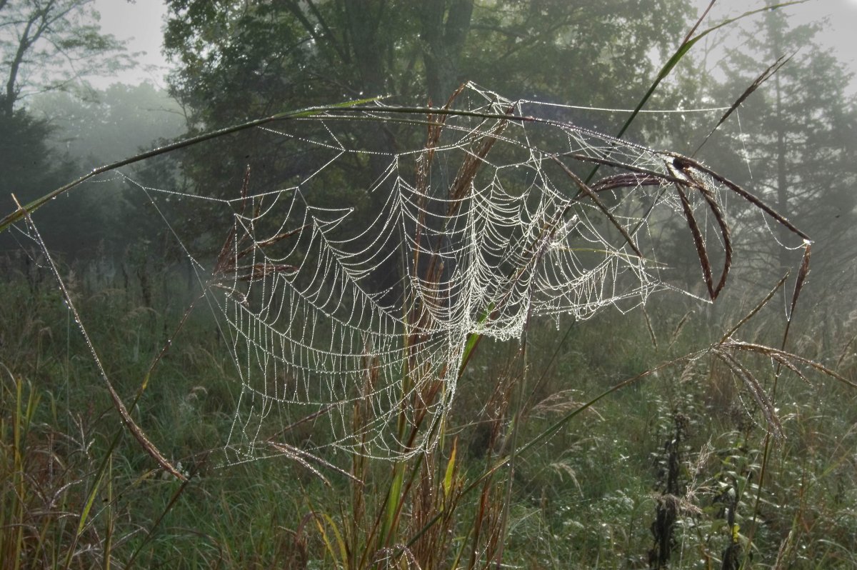 Фон много пауков и насекомых