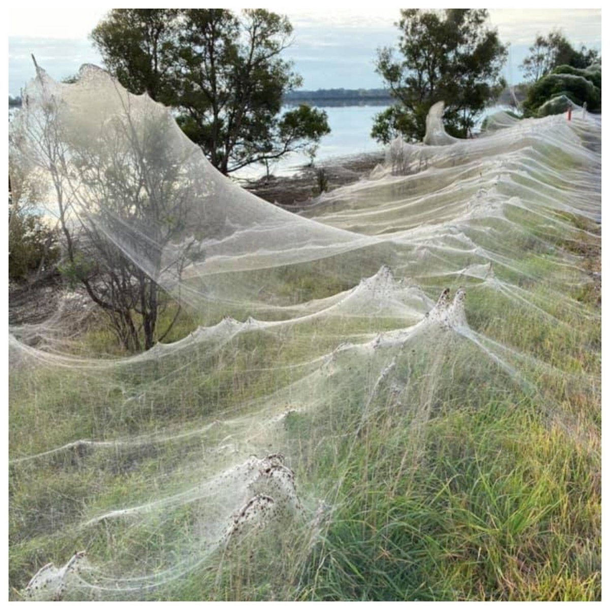 Паучья Долина Австралия