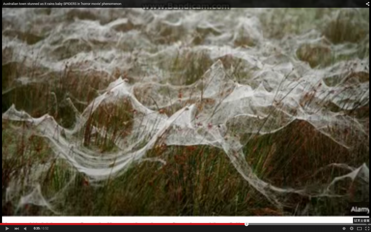 Паучий дождь в Австралии