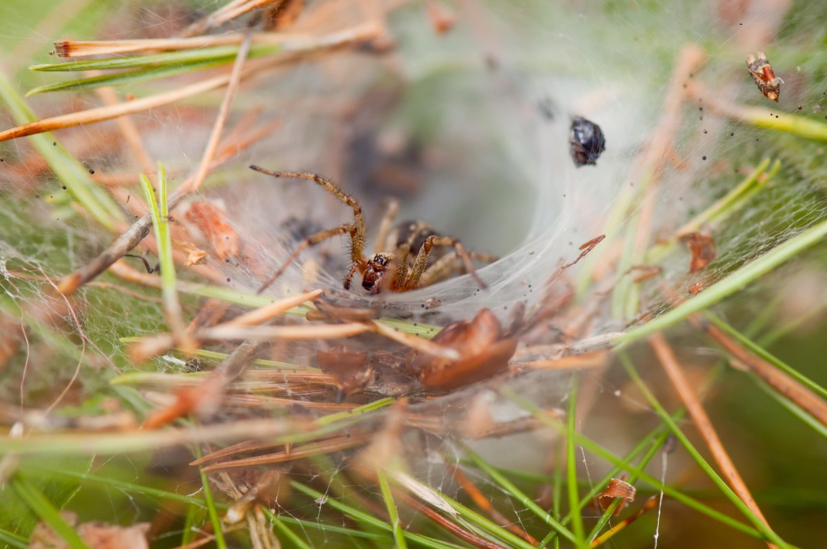 Паук спускается по паутине