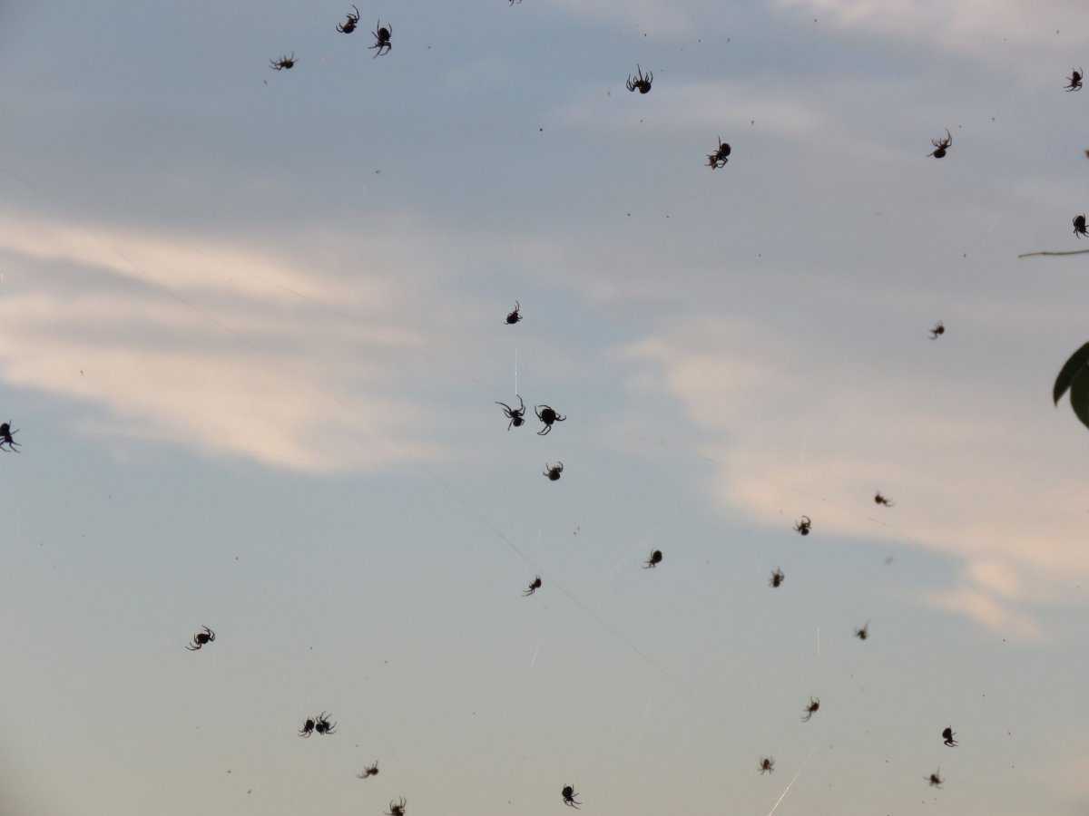 Паучий дождь в Бразилии