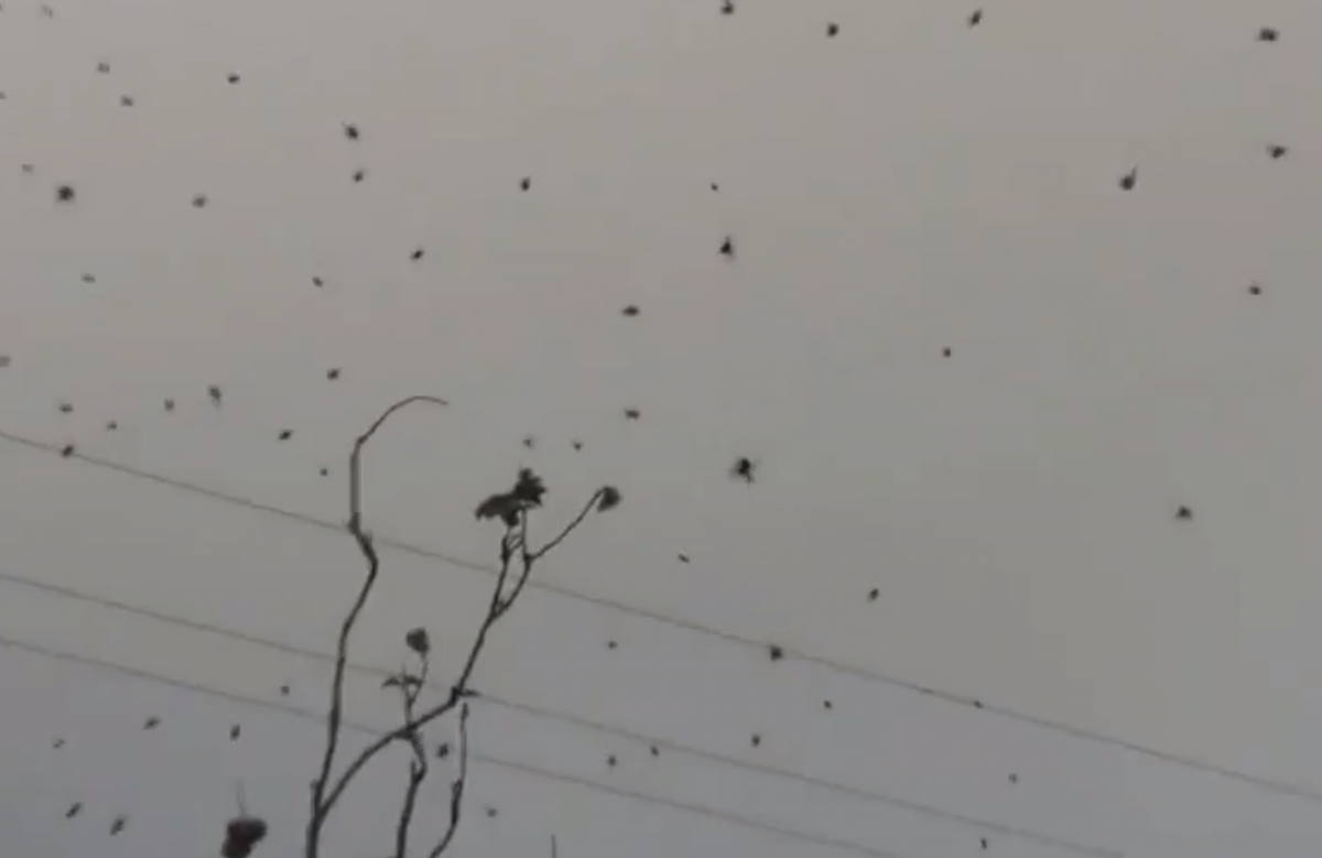 Дождь из пауков