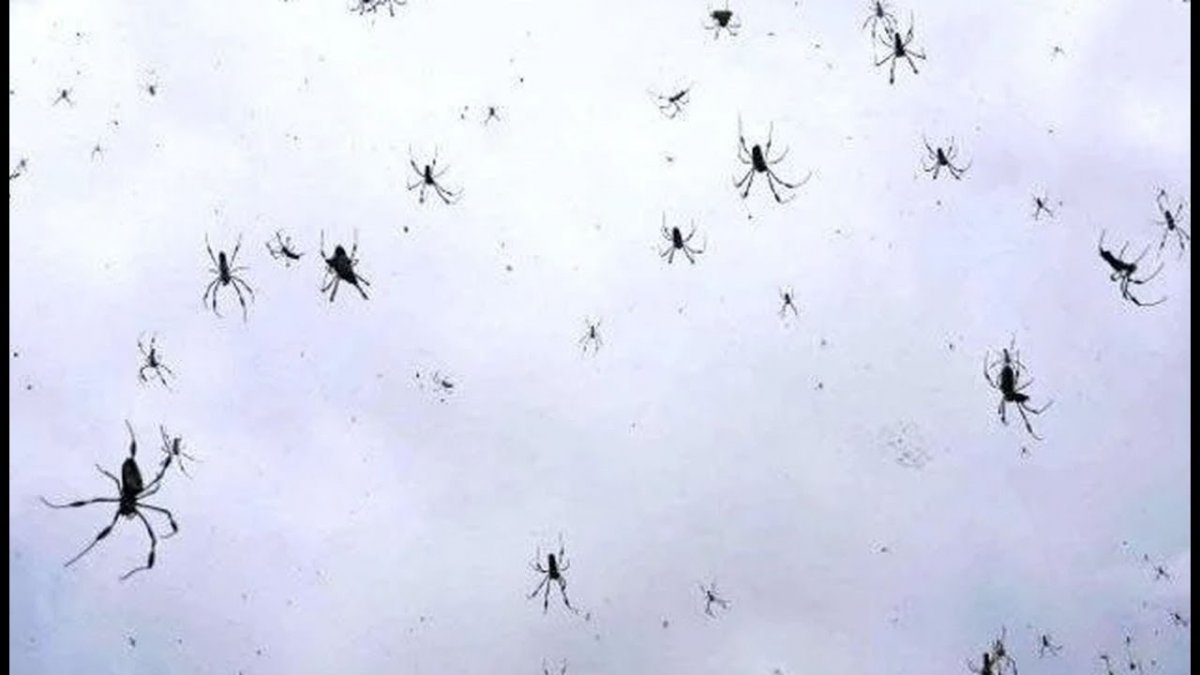 Дождь из пауков причины