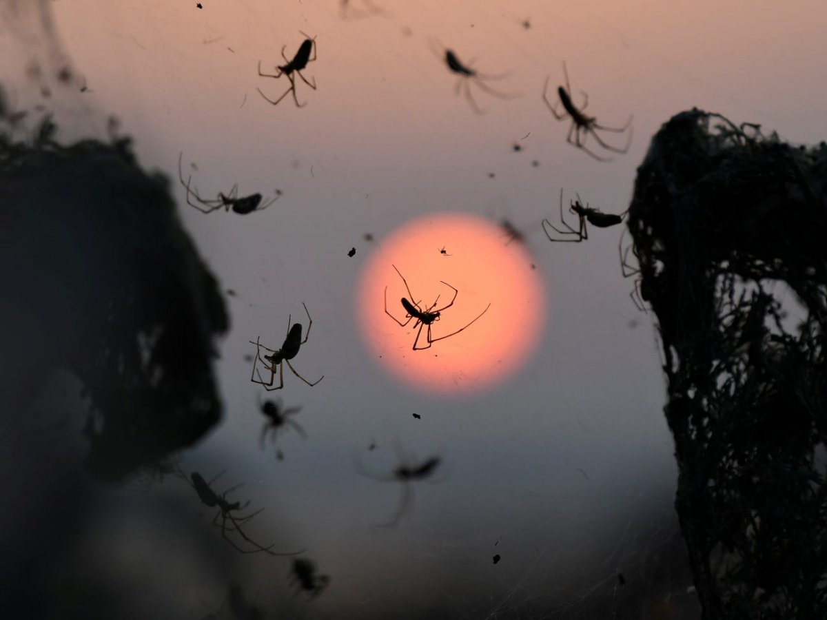 Колония пауков сенокосцев