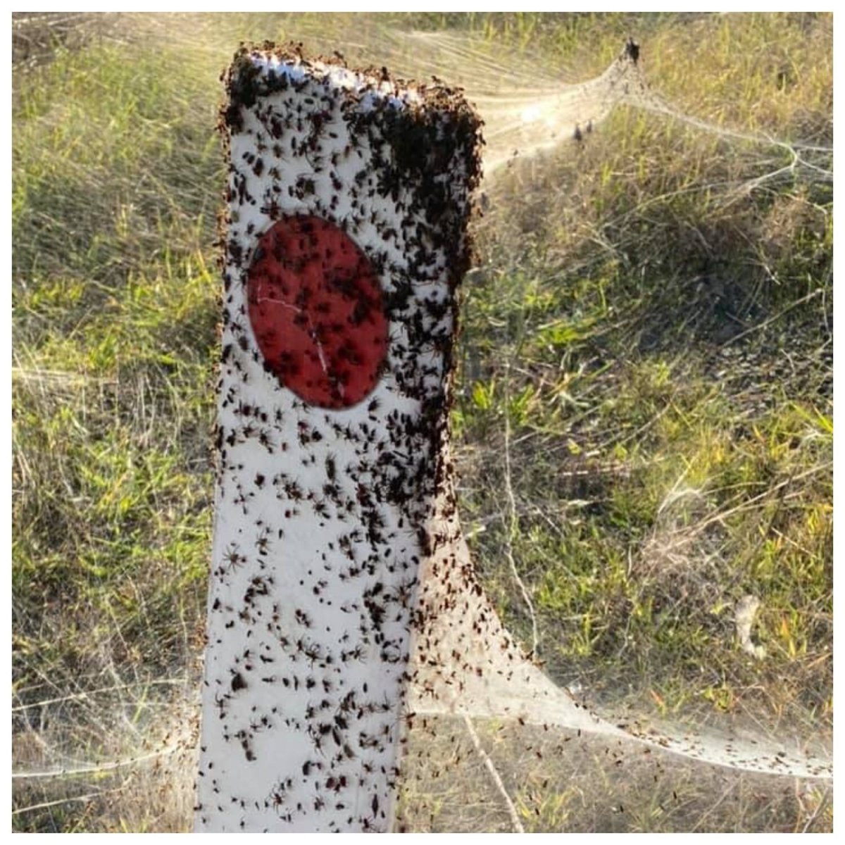 Паучий дождь в Австралии