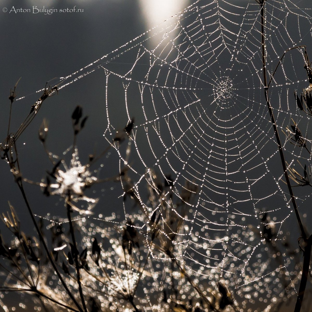 Нашествие пауков в Австралии