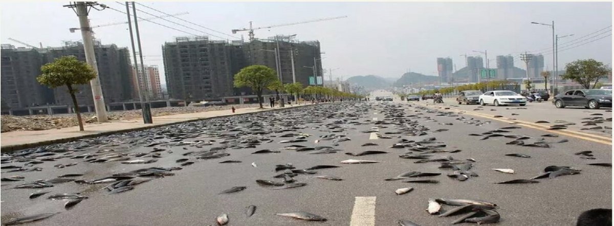 Рыбий дождь