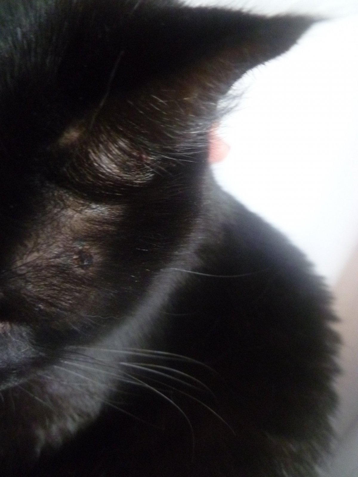 Стригущий лишай у кошек под лампой