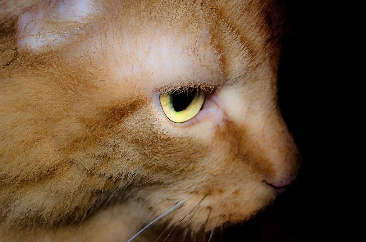 Кошачий лишай микроспория