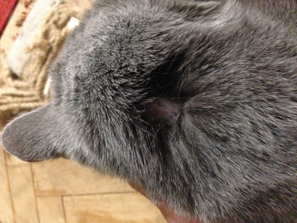 Дерматомикоз (стригущий лишай) носу