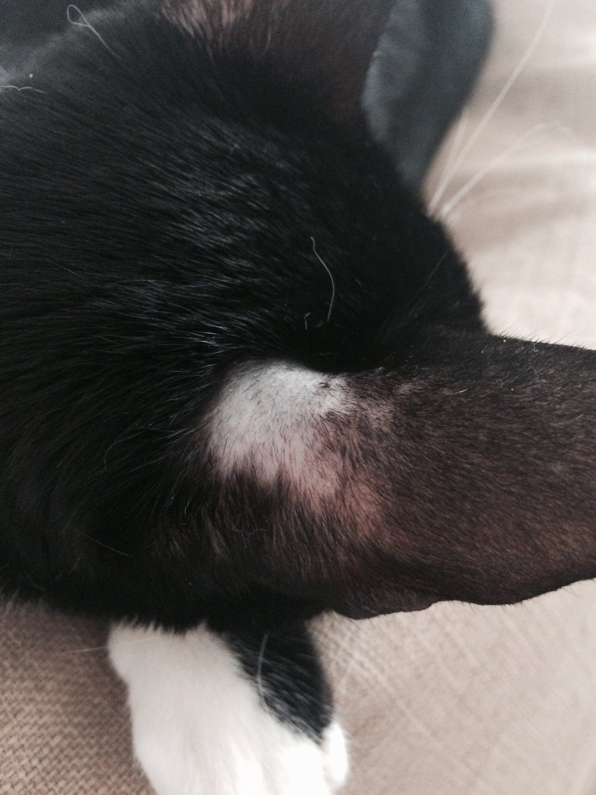 Стригущий лишай (трихофития, микроспория)