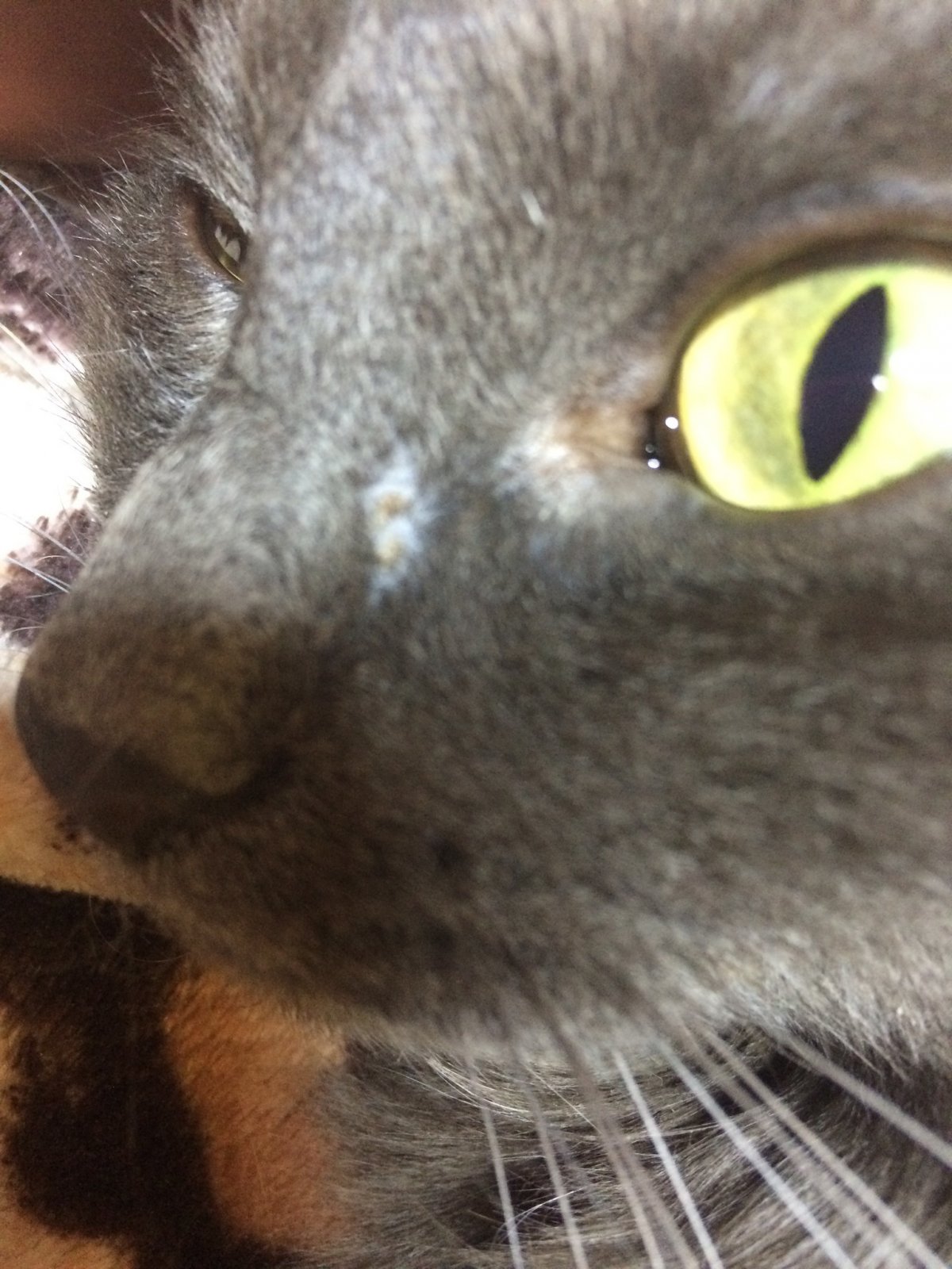 Кошачий стригущий лишай