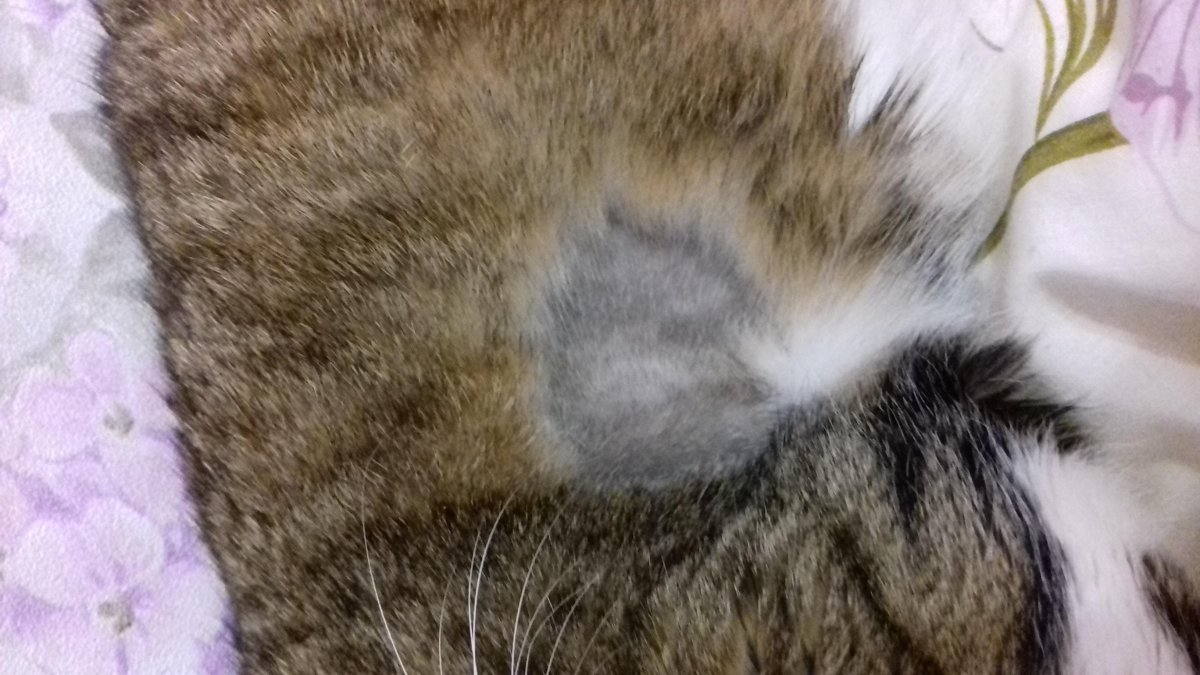 Кошачий стригущий лишай