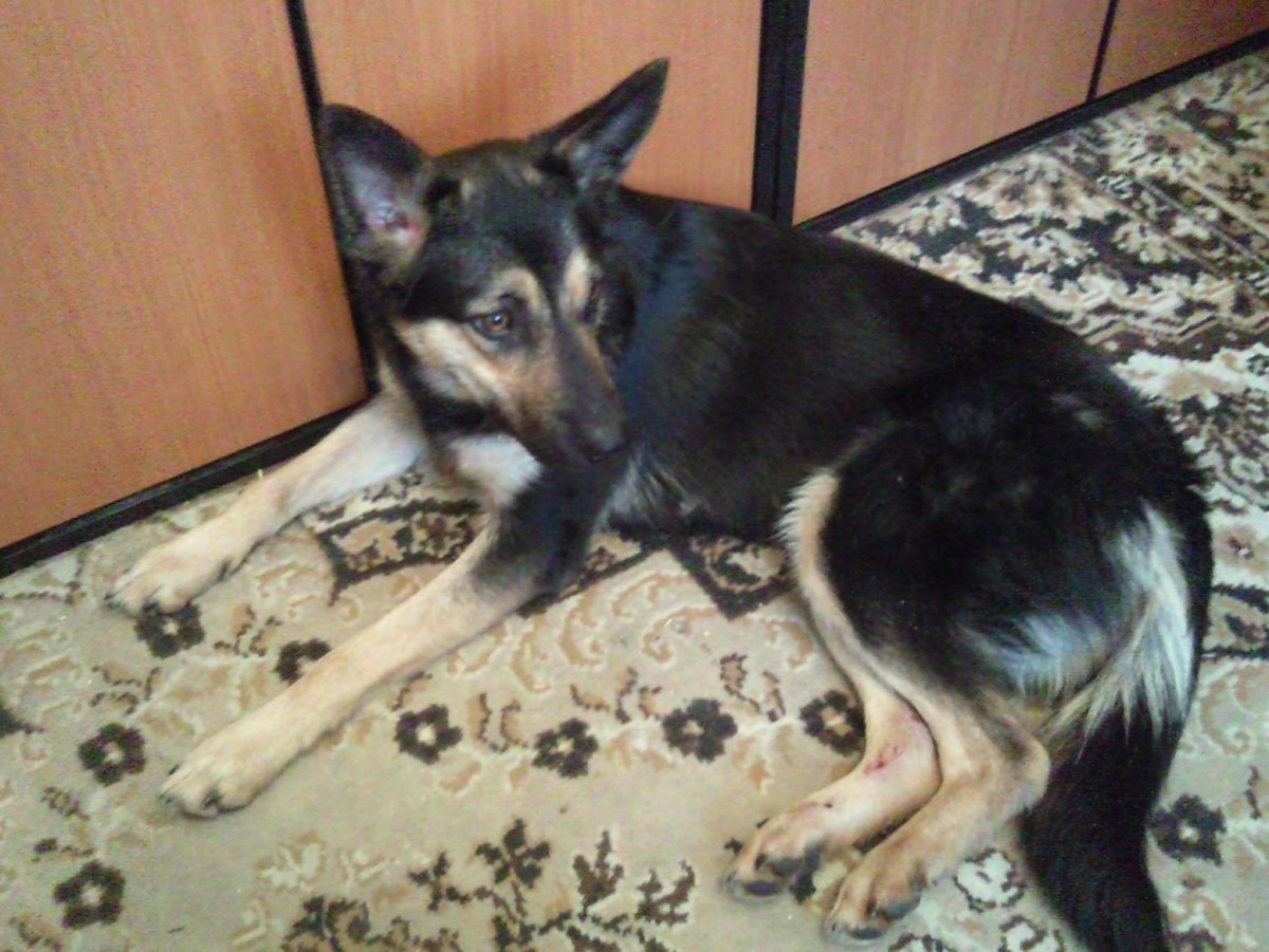 Помесь немецкой овчарки с дворняжкой