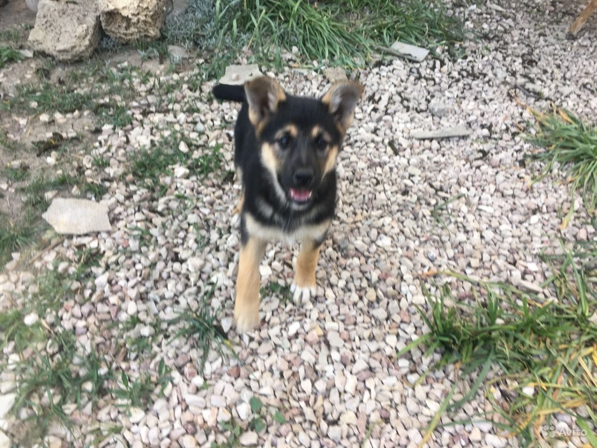 Кавказец собака метис