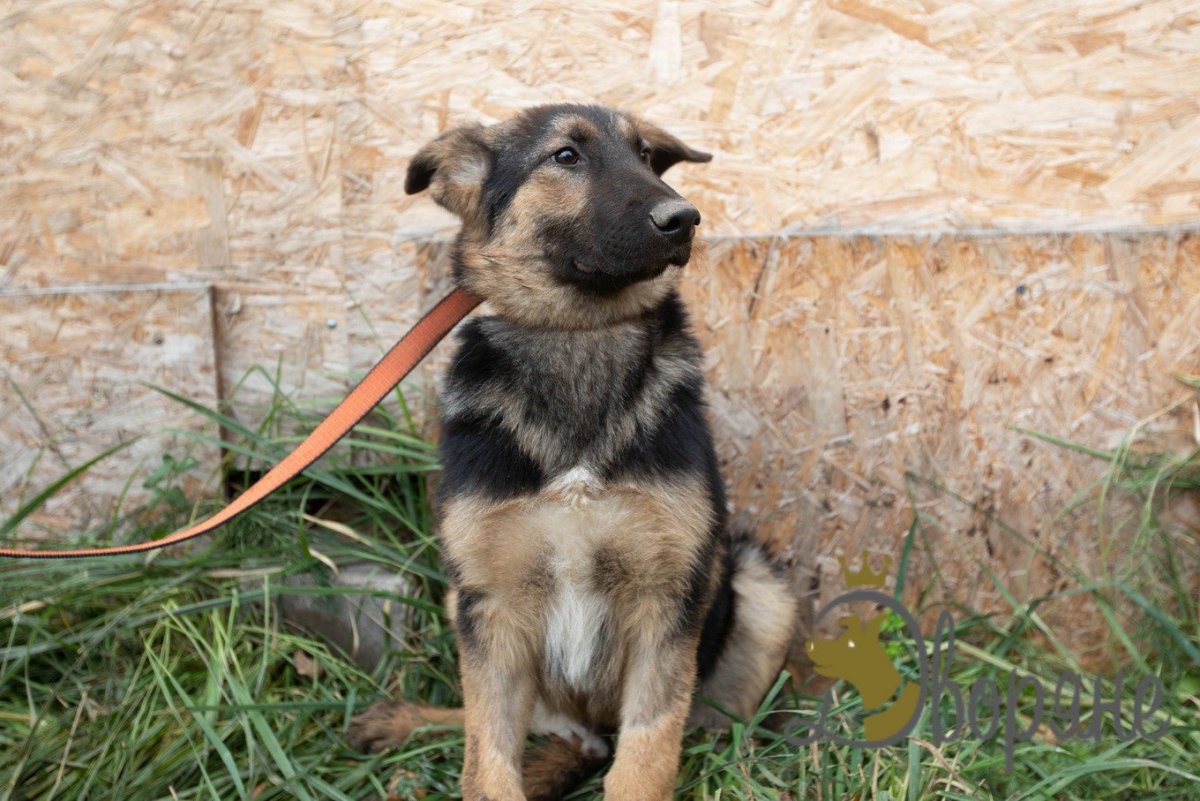 Метис овчарки и дворняги