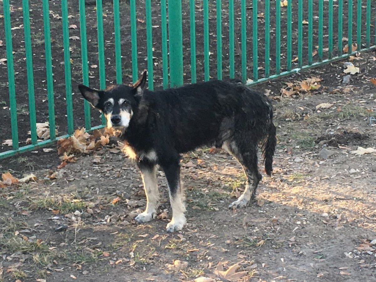 Дворняга полосатая