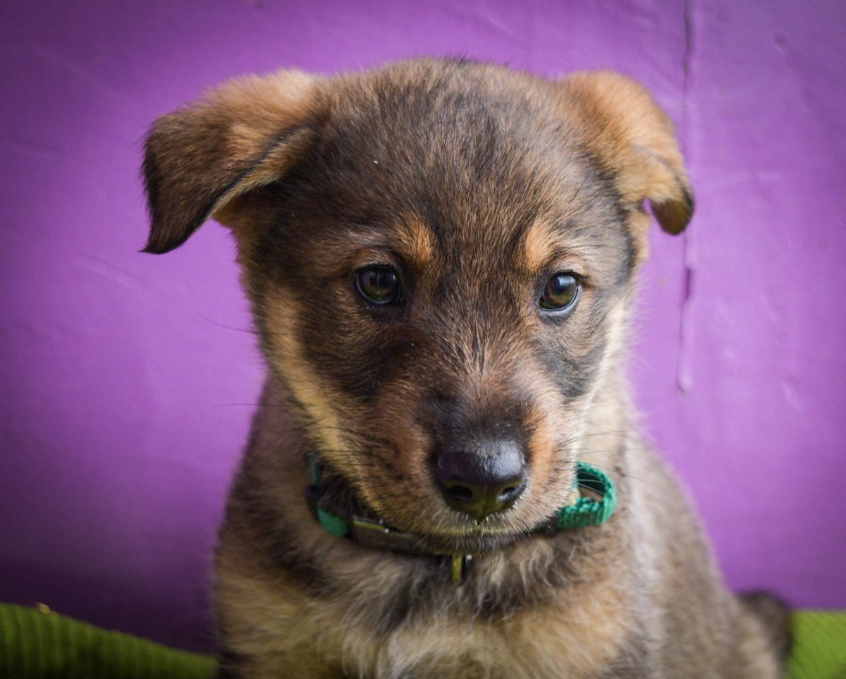 Метис Равелле овчарка