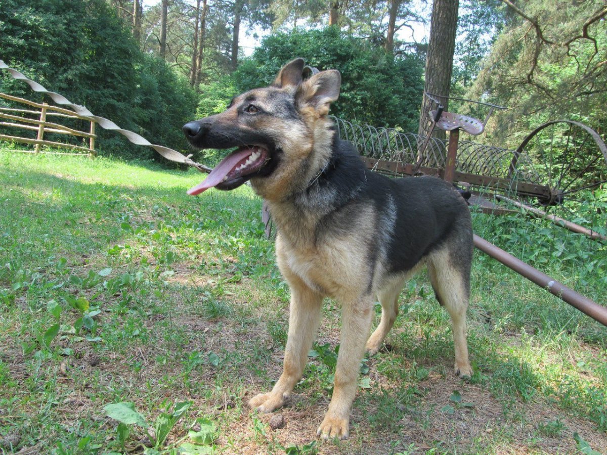 Собака метис немецкой овчарки