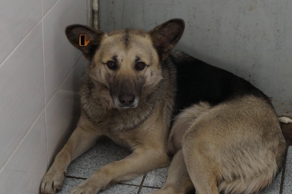 Восточно-европейская овчарка и дворняжка