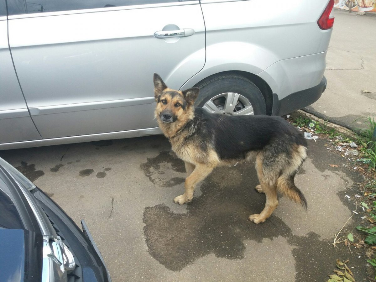 Дворняжка чепрачного окраса