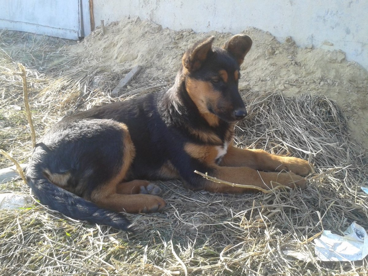 Помесь терьера и дворняги