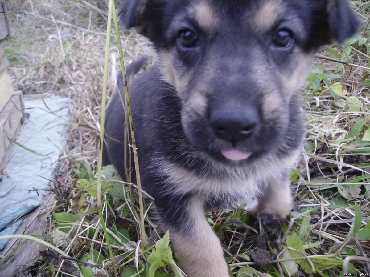 Метис ВЕО И дворняги