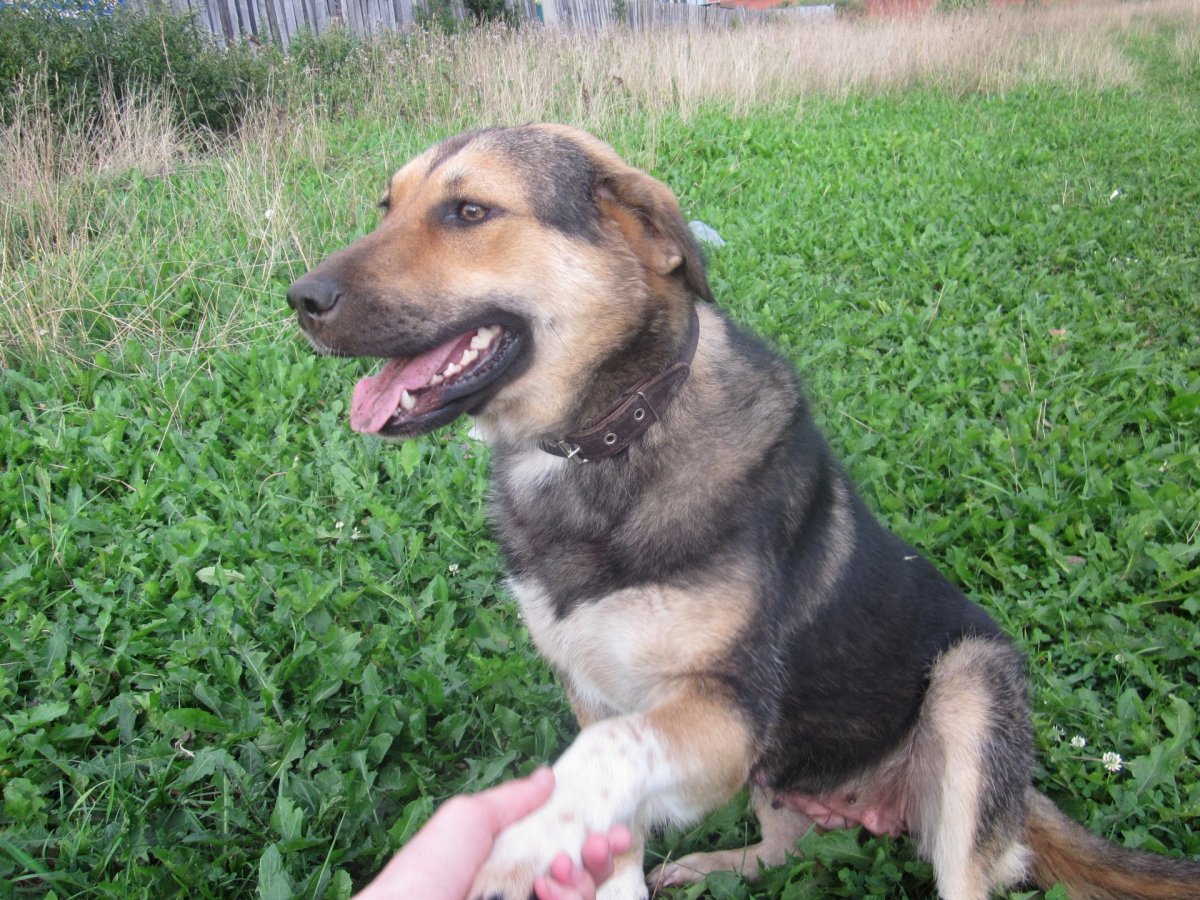 Метис овчарки щенок