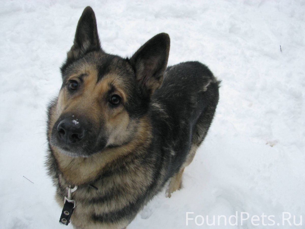 Помесь лайка с овчаркой дворняги