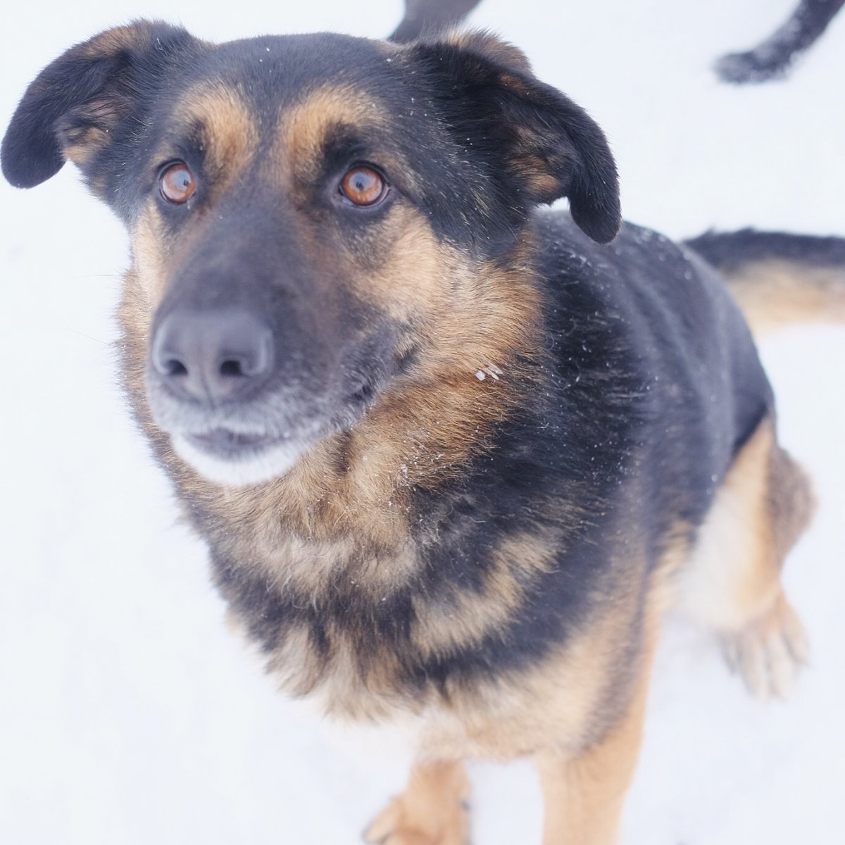 Метис бельгийской овчарки с дворняжкой