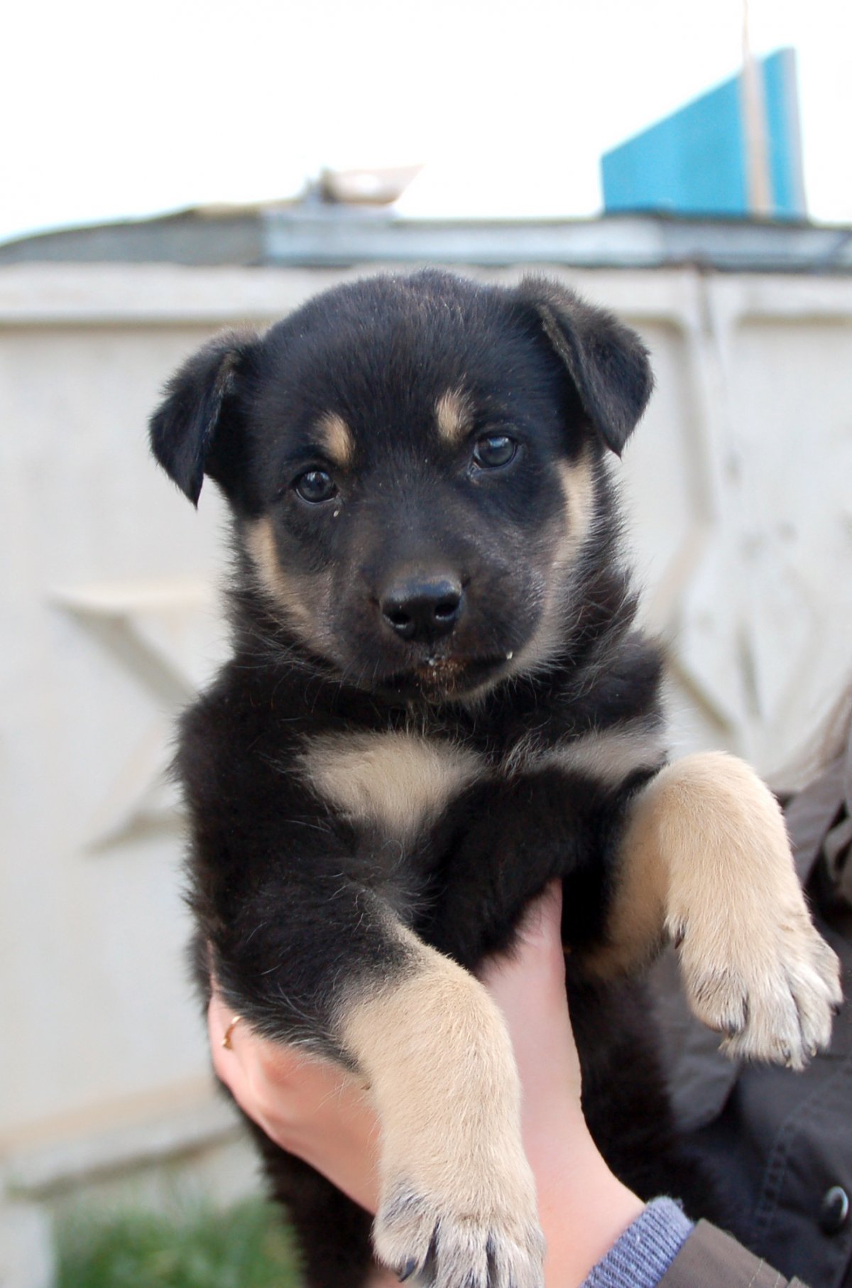 Метис овчарки и дога