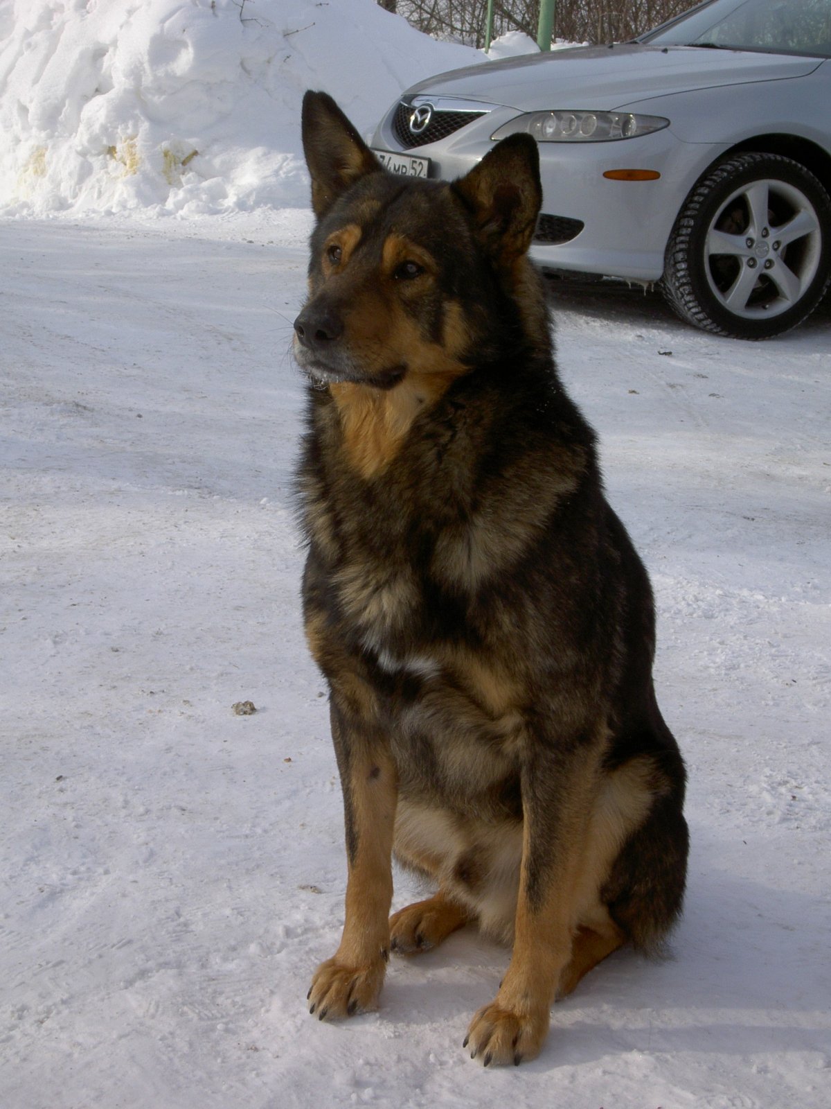 Метис бельгийской овчарки