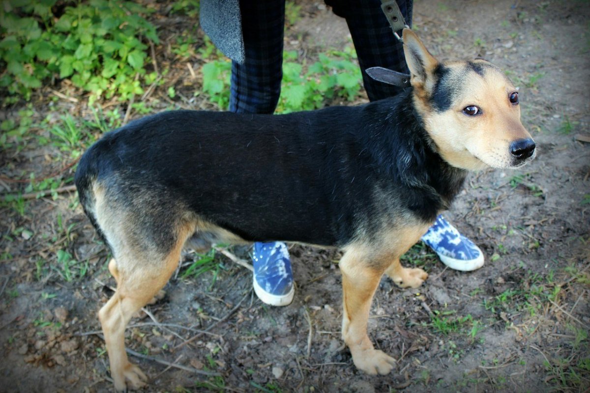 Метис овчарки дворняшуа