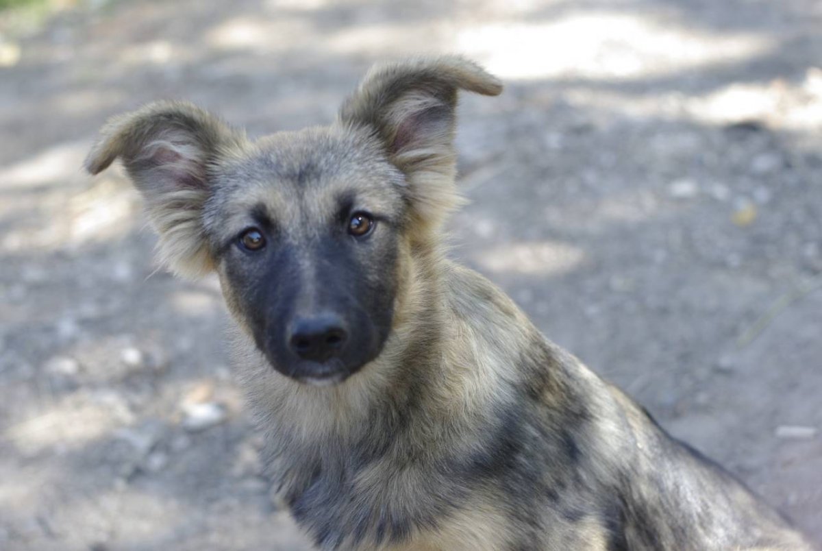 Щенок метис овчарки немецкой 2 мес