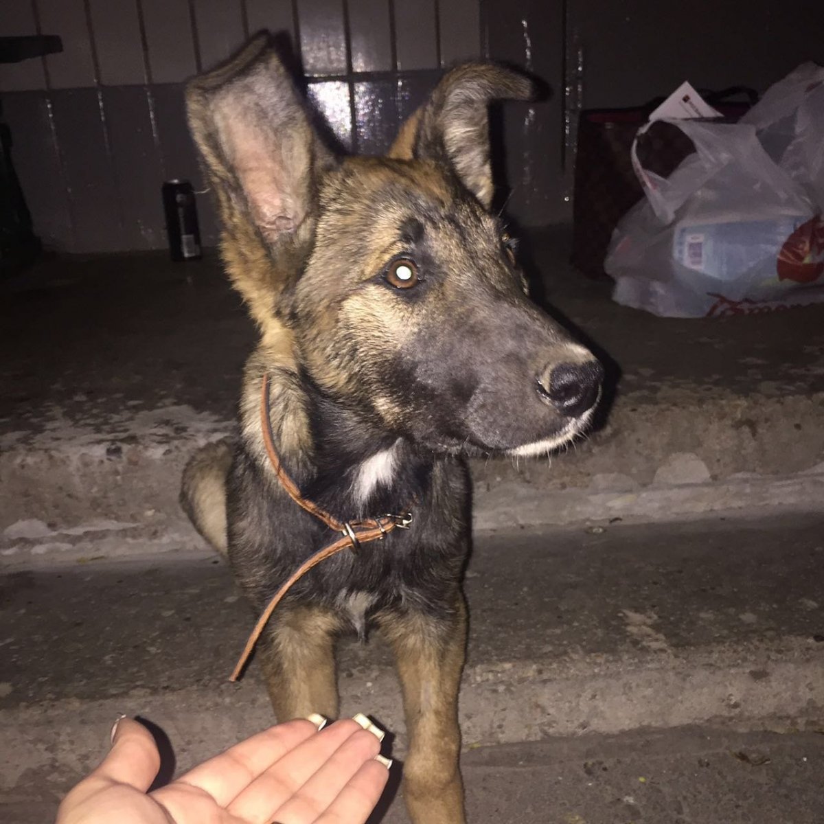 Восточно европейская овчарка дворняга