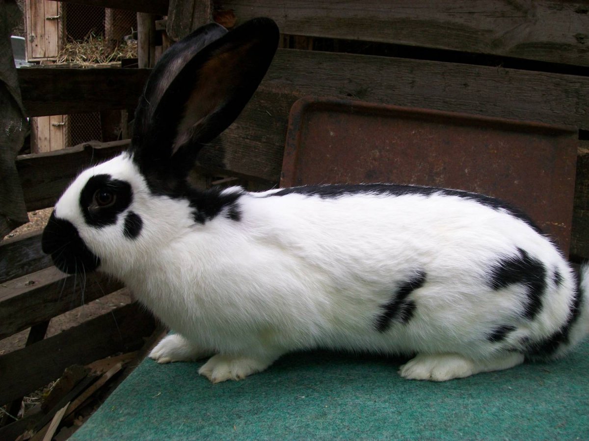 Строкач великан