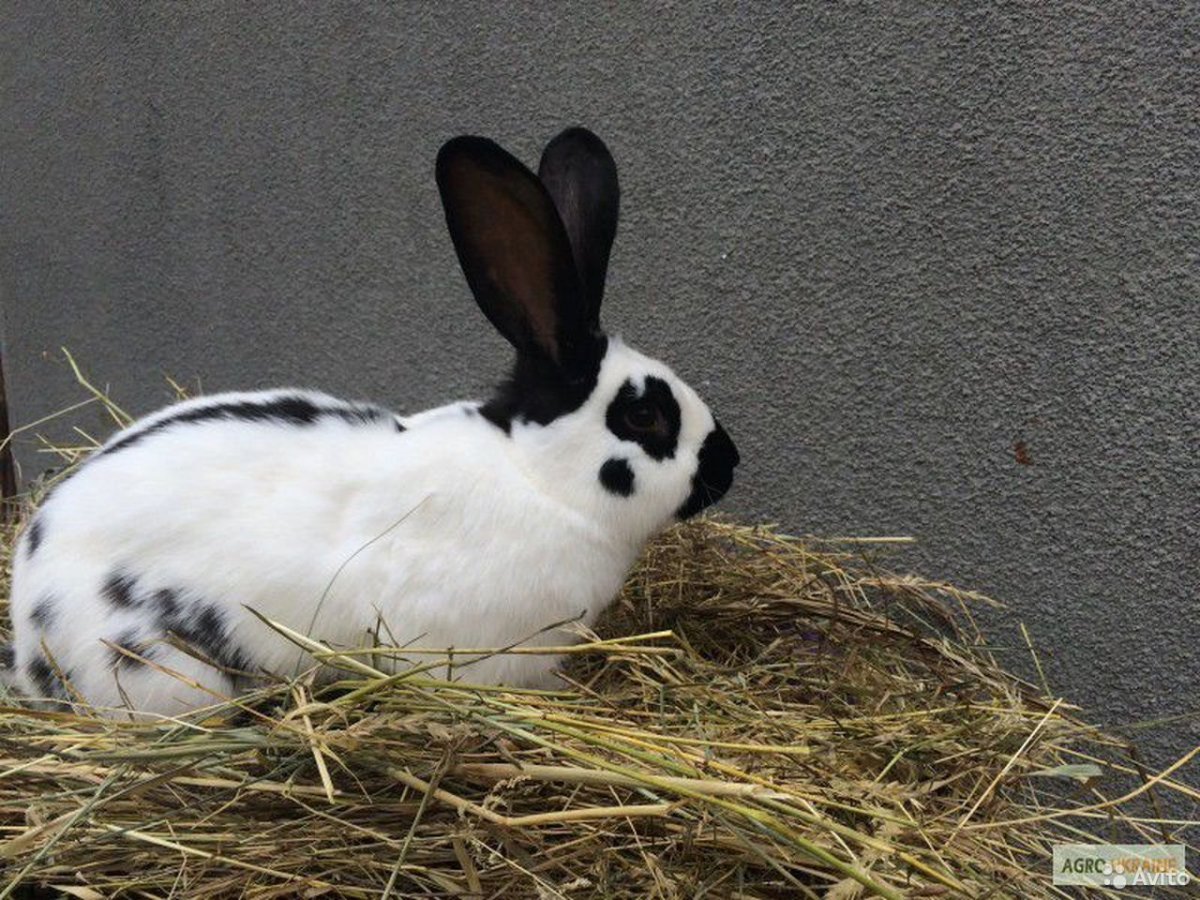 Кролик рекс Гавана